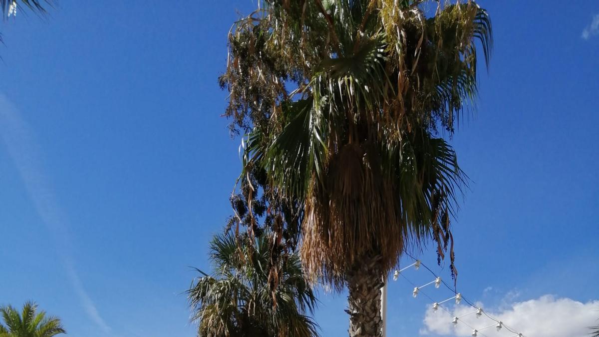 Palmeras en la playa de Levante