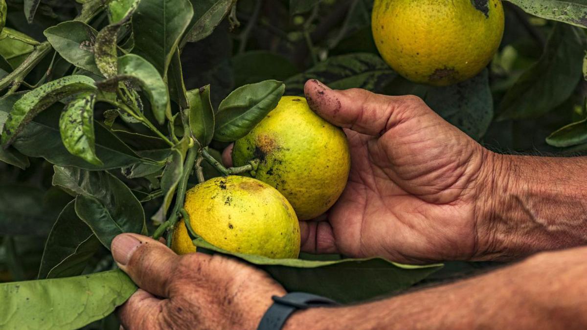 Bravo comprueba los daños en su cosecha de naranjas.  | | A.R.