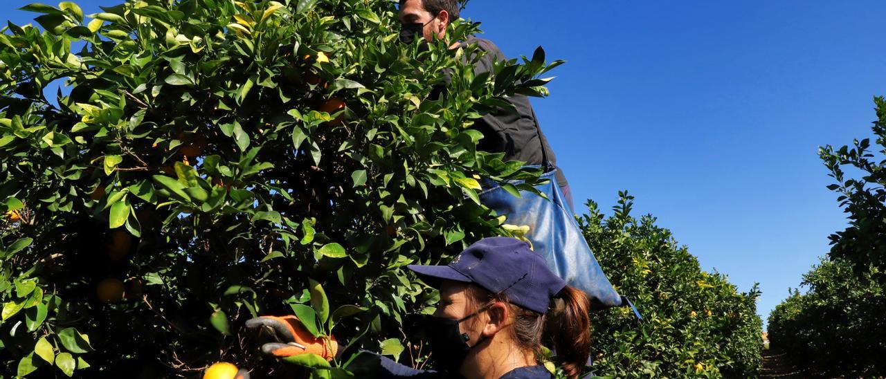 Dos jornaleros trabajan en la recogida de la naranja en Palma del Río.