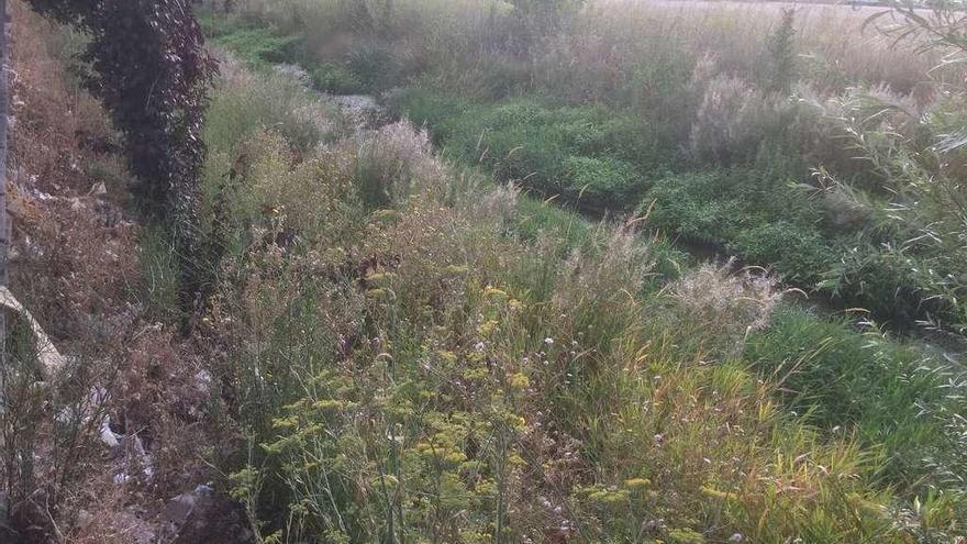 El caño de la Huerta, repleto de maleza.