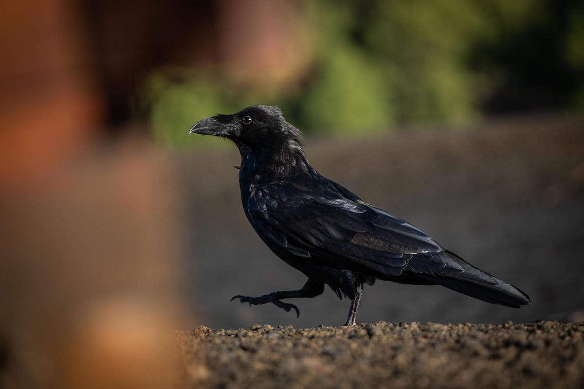 Visita al cono volcánico del Tajogaite