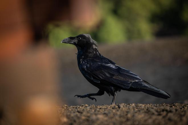 Visita al cono volcánico del Tajogaite