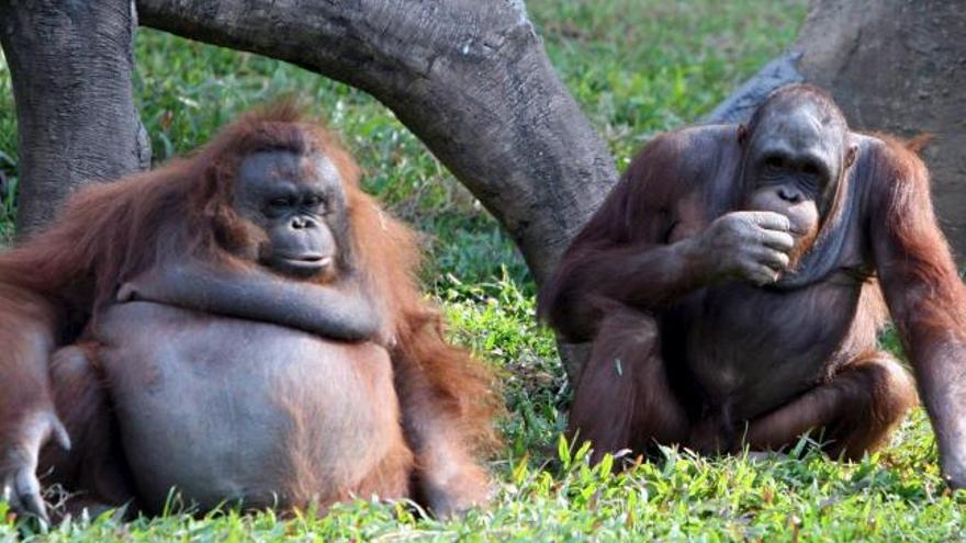 Dos orangutanes indonesios descansan en el zoológico Safari en Cisarua (Indonesia)