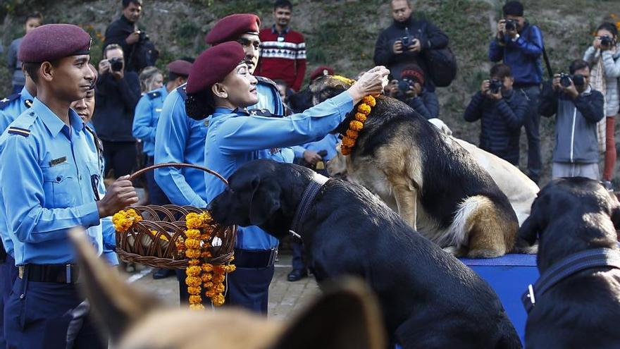 Nepal venera a los perros durante el festival Tihar