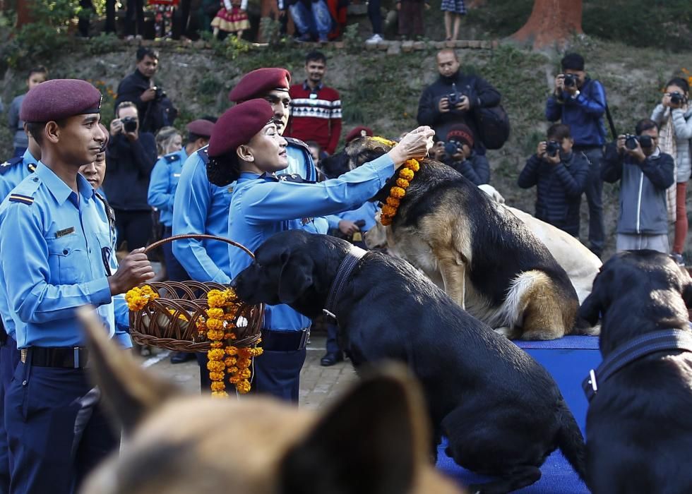 Nepal venera a los perros en el festival Tihar