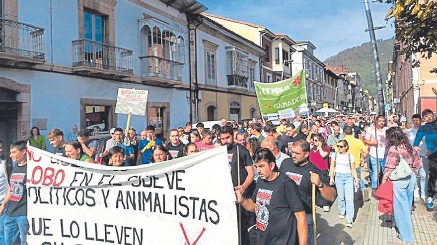 Jarro de agua fría para los conservacionistas en Asturias: el Principado puede seguir eliminando lobos
