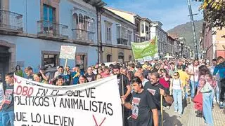 Se buscan voluntarios en Asturias para eliminar lobos y los ganaderos piden agilidad