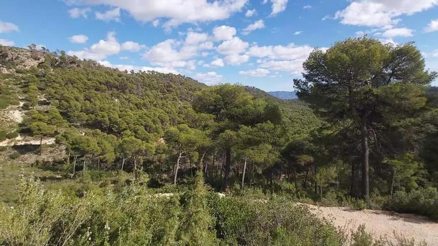 La Ley que recorta el Parque Regional de Sierra Espuña será 