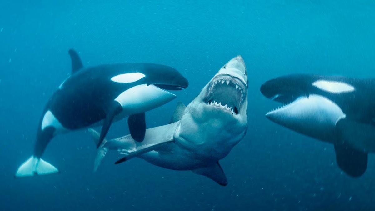 Orcas embistiendo un tiburón