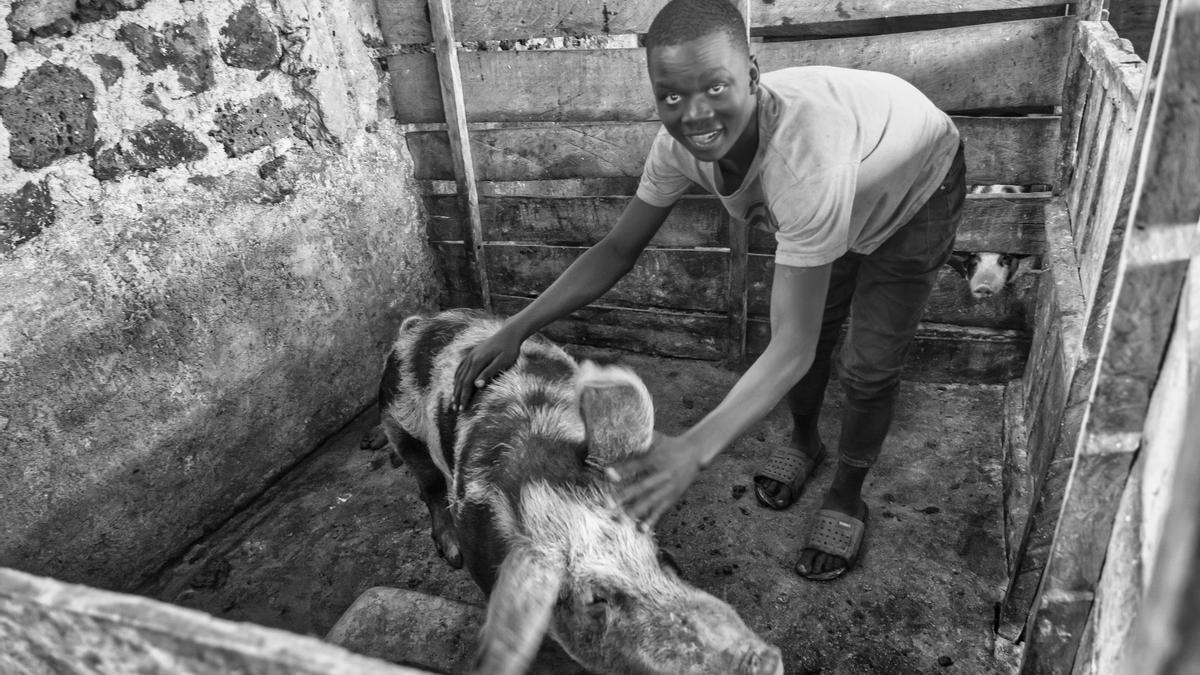 Denis Isabayo cuida de los cerdos.