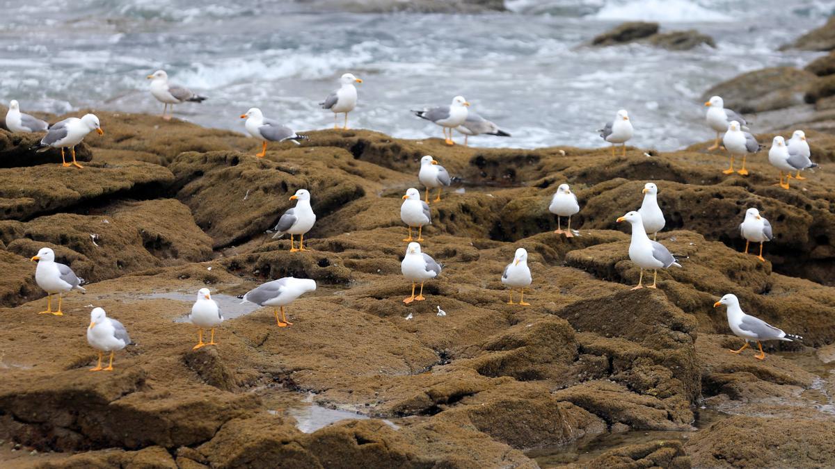 Gaviotas patiamarillas en Cíes