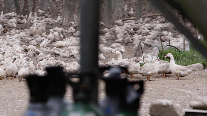Un grup d&#039;ànecs en una de les granges de Sant Gregori afectades on es van haver de sacrificar els animals
