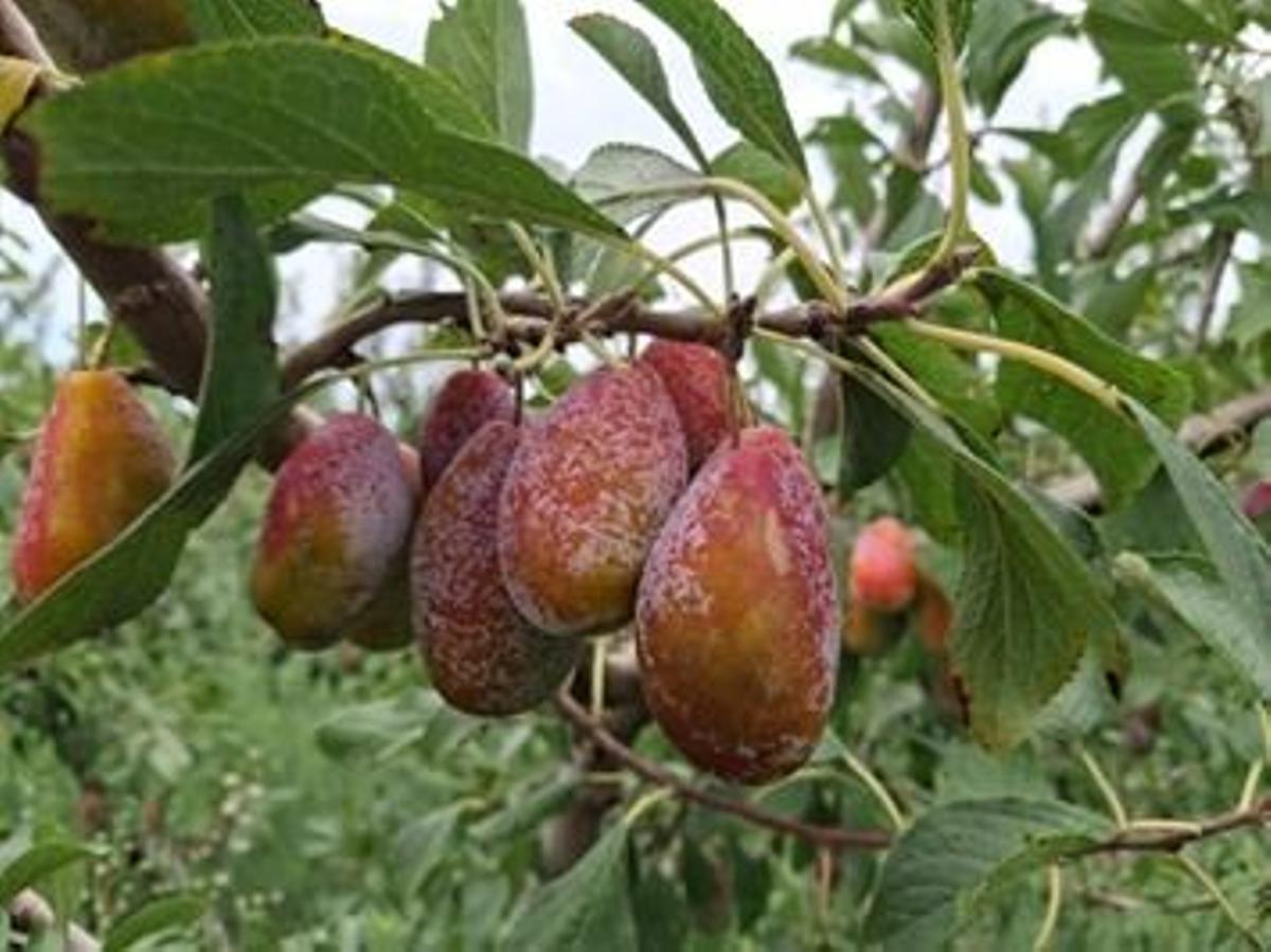 Una imagen de la 'prunera de frare roig'.