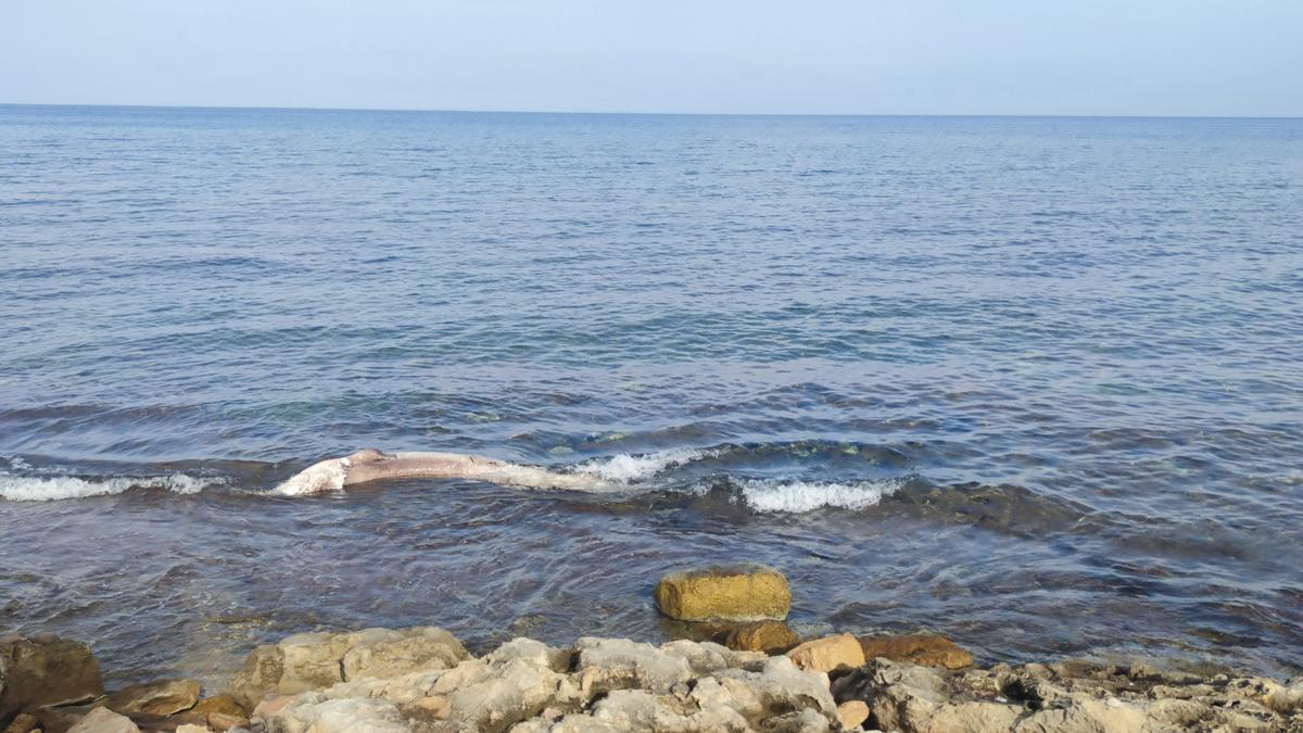 Aparece un tiburón en una playa de Ibiza.