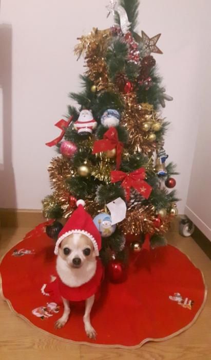 Las mascotas navideñas de los lectores de Levante-EMV