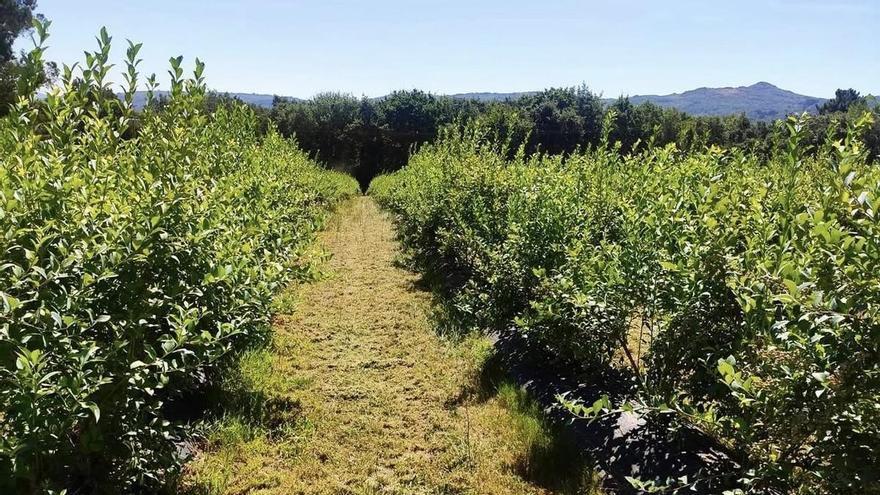 El cultivo de arándanos se estanca en Galicia por la competencia foránea y los precios en origen: "Si los intermediarios se quedan con el beneficio, la actividad no es rentable"