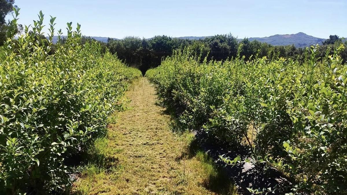 Plantación de Arándanos Soutomaior, en Taboadela