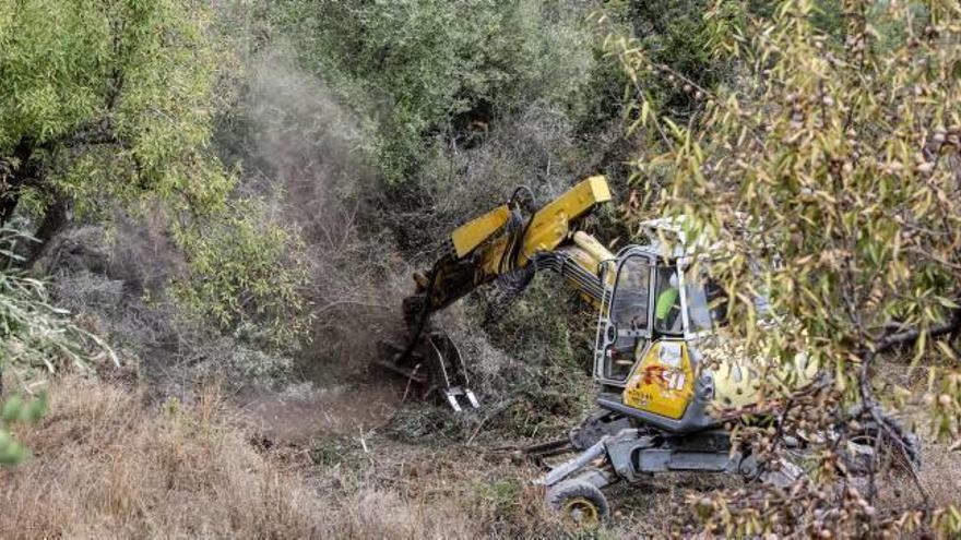 Trabajos de arranque de árboles en explotaciones de El Comtat.