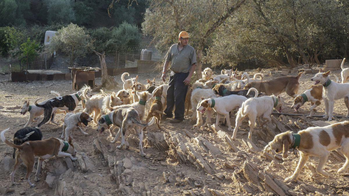 Un rehalero extremeño con sus perros, en la finca en la que viven los animales y entrenan, en una imagen de archivo.