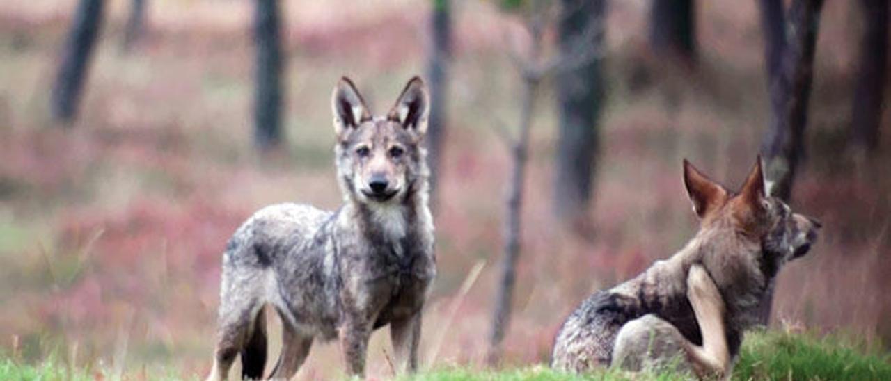 Fotograma de los vídeos didácticos sobre el lobo grabados en la Costa da Morte.// Chisco Lema / Francisco Santiago López