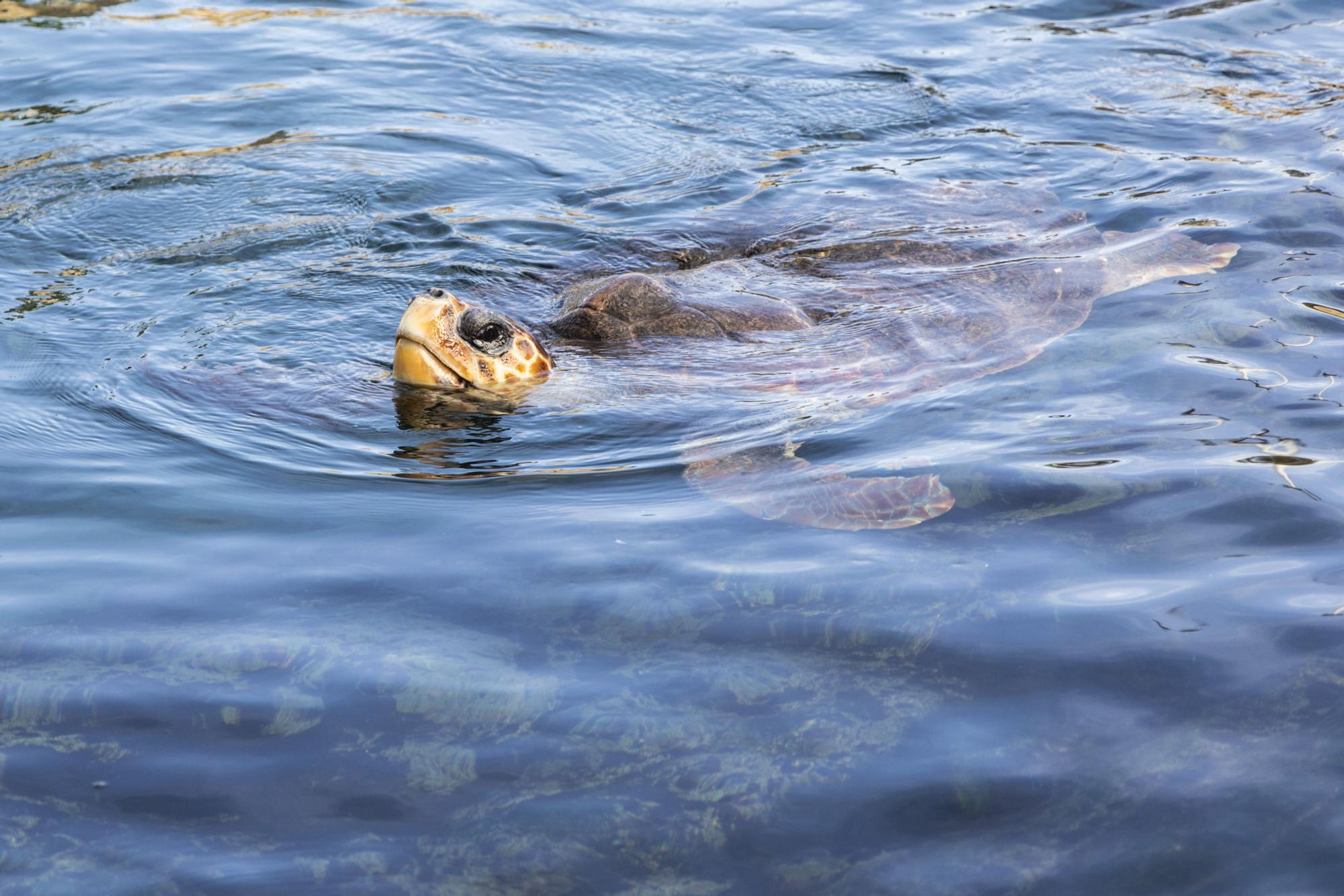 El Oceanogràfic presenta su campaña 'Tortugas 2022'