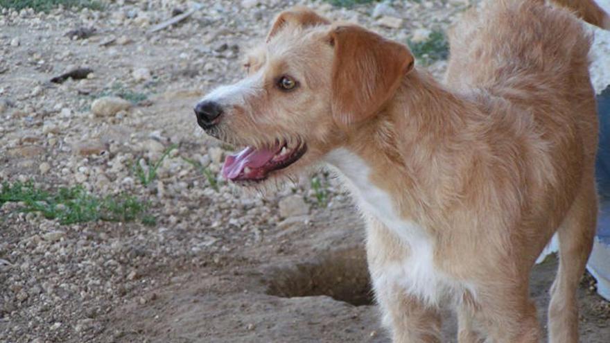 Un perro, en una perrera de la comarca de Antequera.