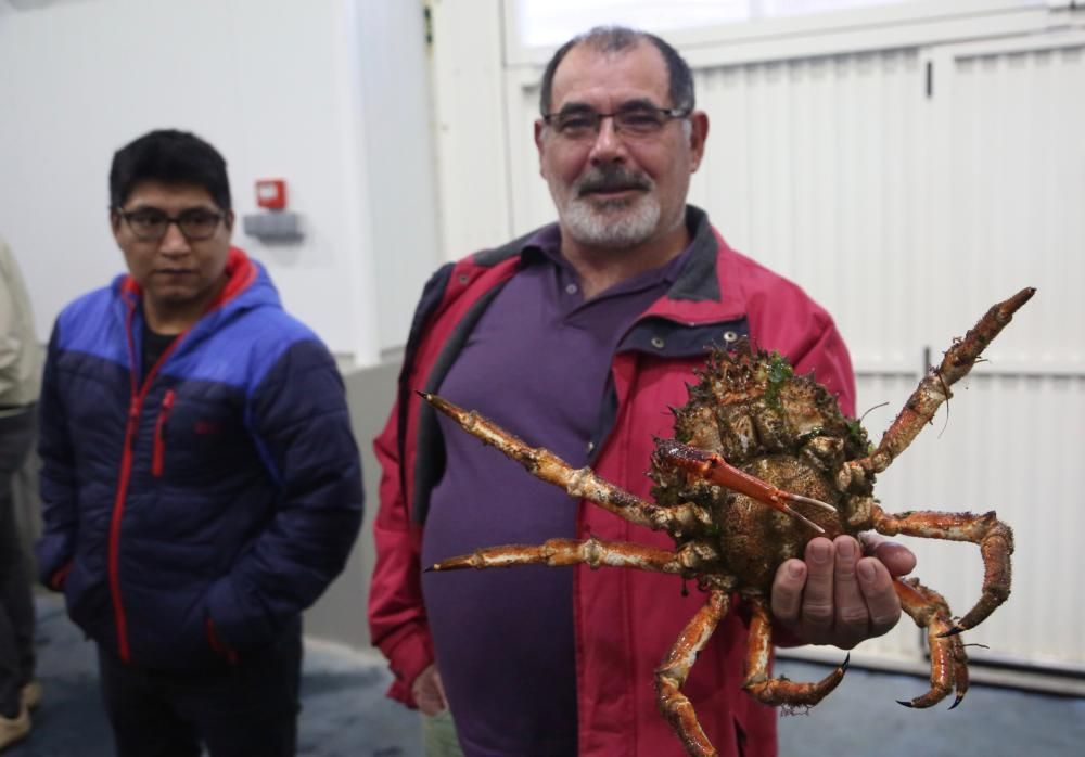 La campaña del centollo arrancó con buenas capturas en O Grove // Miguel Muñiz