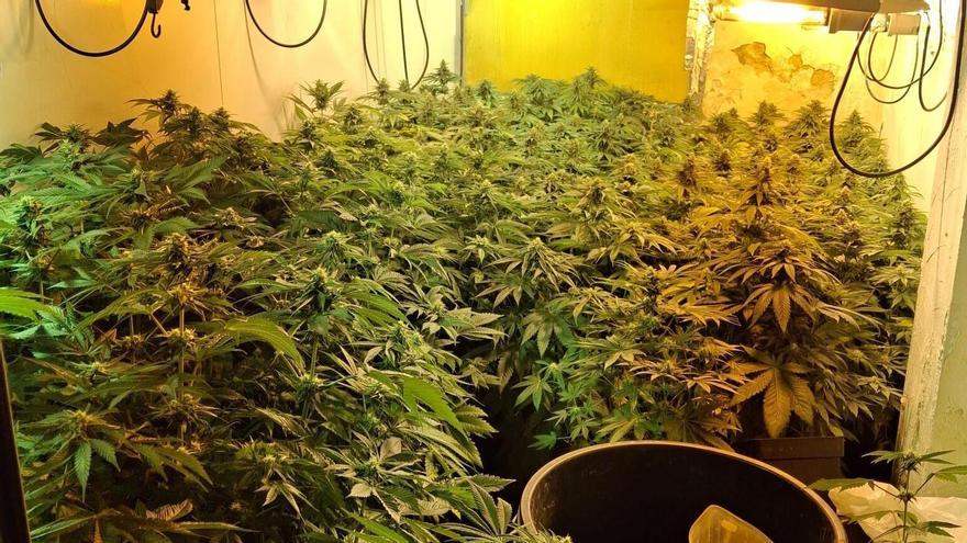 Desmantelan dos pisos en Xirivella con 279 plantas de marihuana