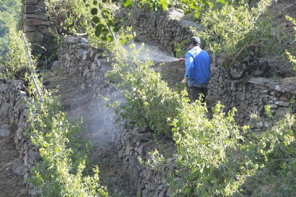 La Ribeira Sacra intenta salvar las cepas