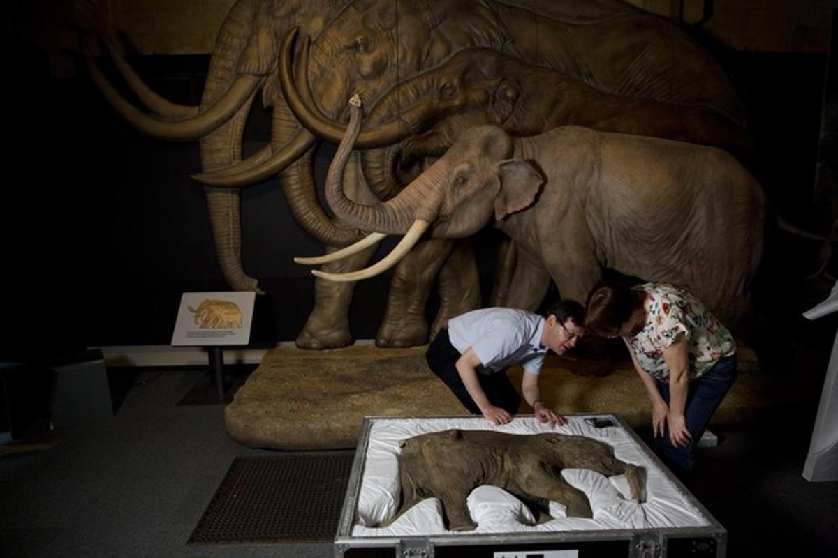 Preparació de l’exposició sobre mamuts a Londres.