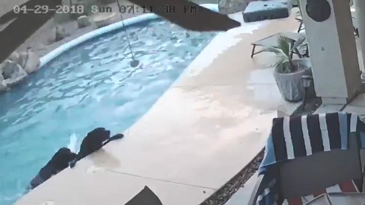 Un perro rescata a otro de morir ahogado en una piscina