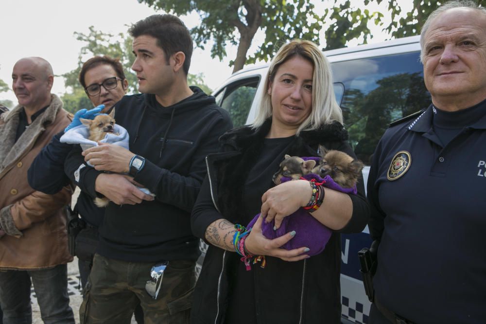 Así están los 56 perros rescatados en una vivienda en Alicante