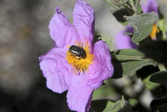 In Ariant blühen die mediterranen Pflanzen um die Wette. In dem von Heidi Gildemeister entworfenen Garten wird vieles den Launen der Natur und dem Zufall überlassen. Aber nicht alles.