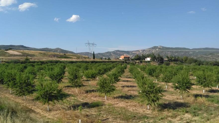 La cosecha de la almendra se frena en Aragón por las plagas