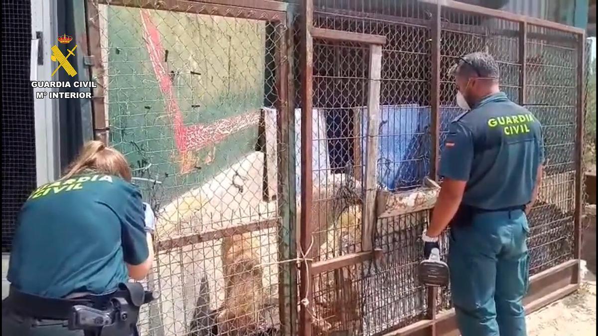 Dos agentes de la Guardia Civil durante la inspección a las instalaciones de la protectora de Villafranca, donde los animales estaban en una situación "crítica".