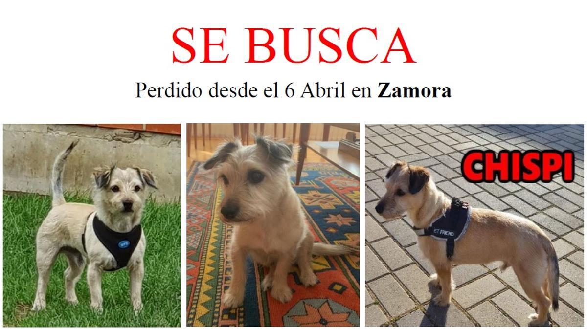 Varias imágenes de Chispi, el perro desaparecido en Zamora.