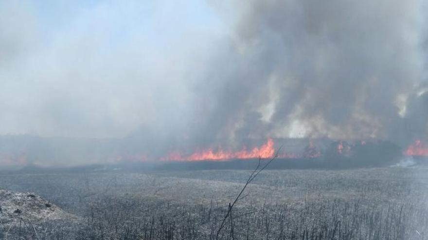 Brand im Feuchtgebiet s&#039;Albufera zerstört sieben Hektar