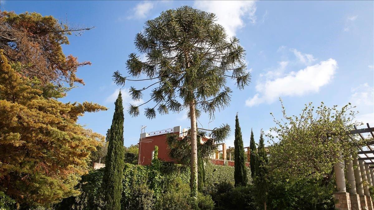 La Araucaria australiana en los Jardines del Teatre Grec.