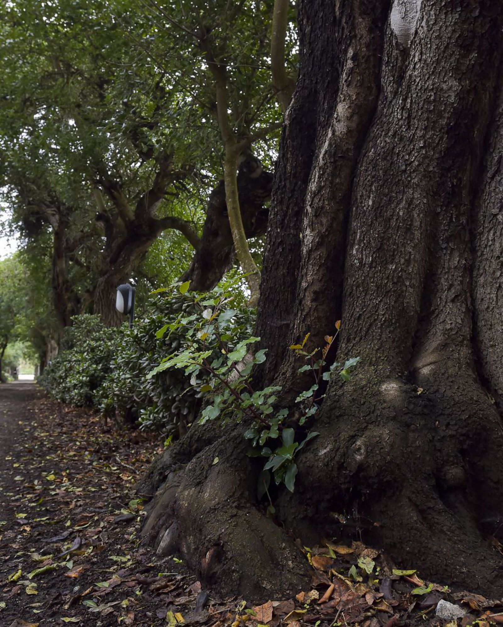 Algunos de los  centenarios algarrobos de la finca El Mocanal. | | ANDRÉS CRUZ