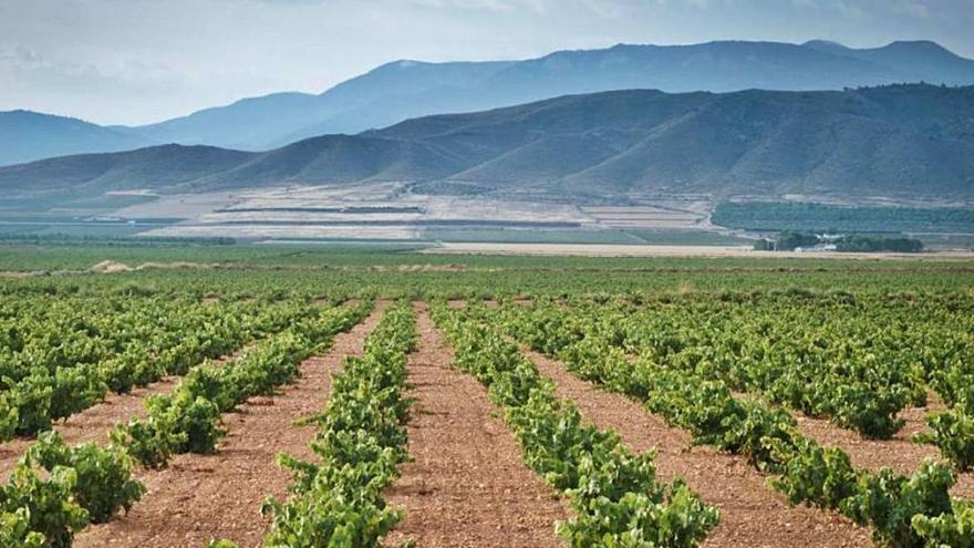 2020, el año de una vendimia histórica para la dop jumilla