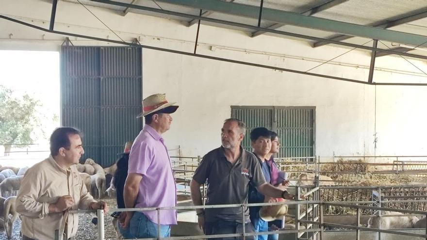 De México a Badajoz para conocer el ovino merino y el Ibéric