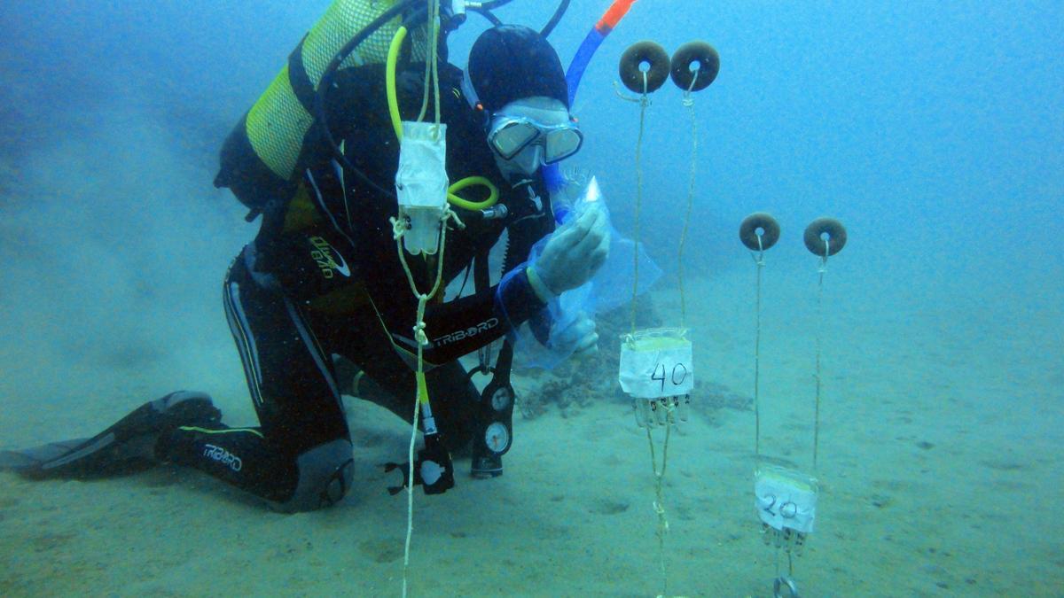 El Doble grado en Ciencias Ambientales con Ciencias y Tecnologías del Mar de la UPV es único en España.