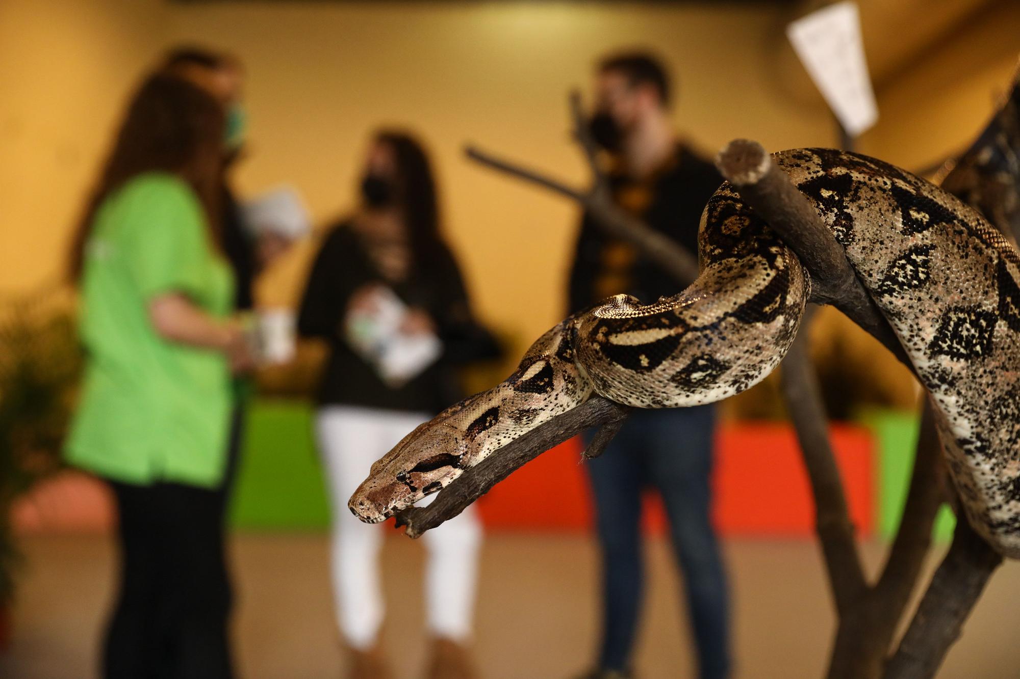 El recinto ferial acoge una nueva edición de Espacio Mascotas