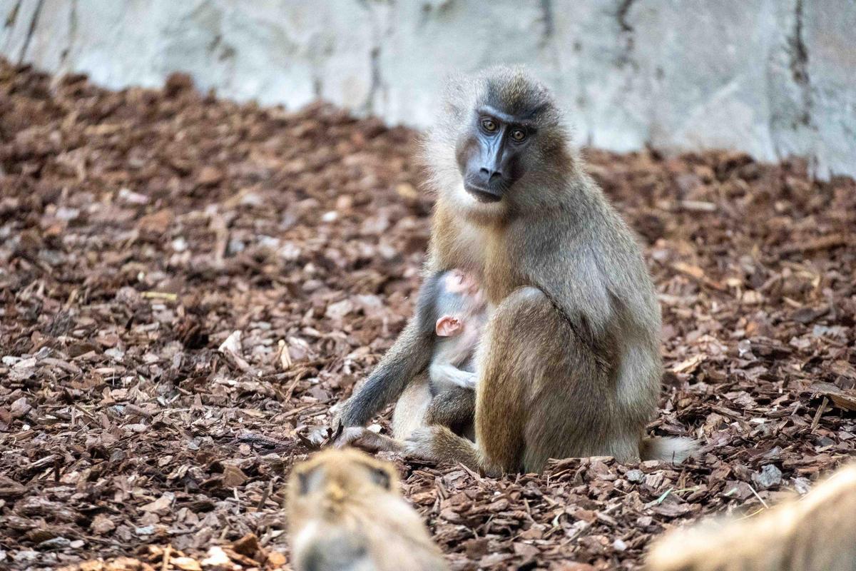 La nueva cría de dril, con su madre en el BIOPARC