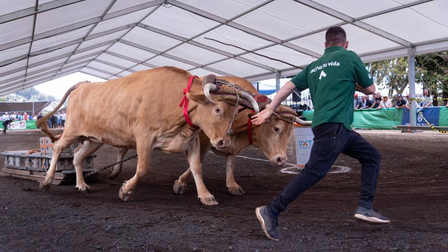Тенеріфе: Насичені вихідні з культурними та спортивними подіями