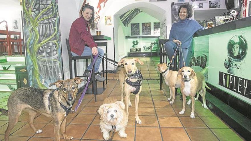 Cáceres invita a los perros a bares y tiendas