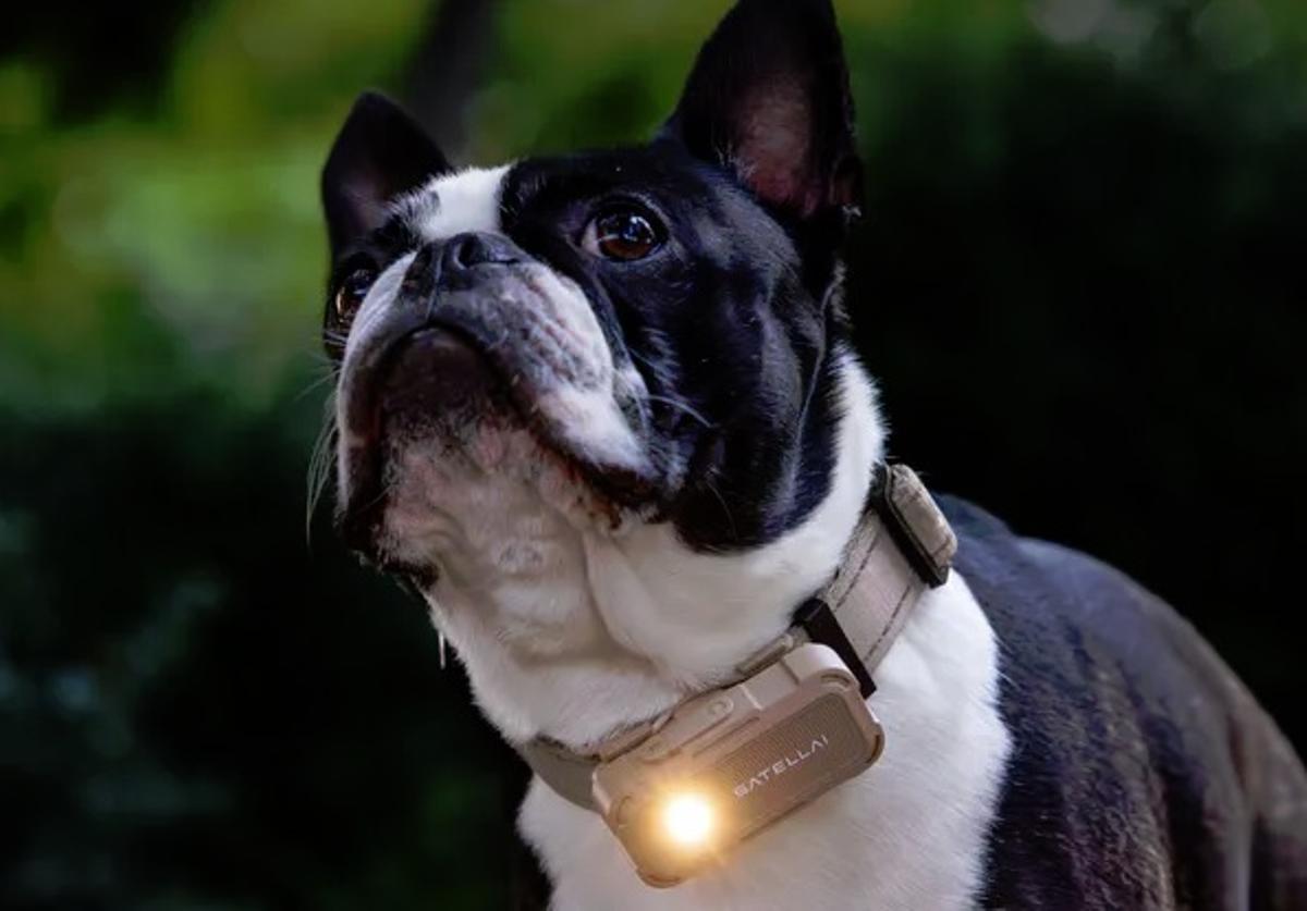 El collar GPS para perros con análisis de salud mediante IA, batería de 15 días de duración, localizador GPS y avisos lumínicos y auditivos, ya en el mercado.