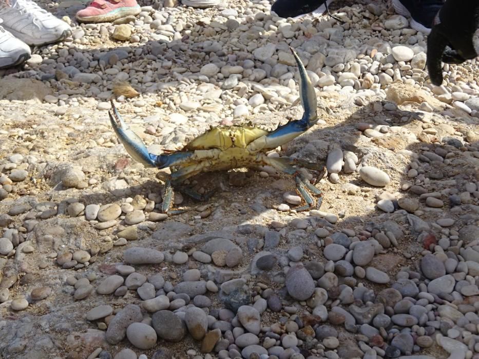 Los cangrejos invasores llegan a la playa de la Grava de Xàbia