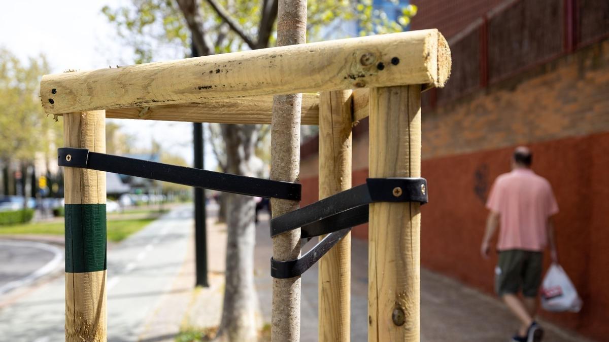 Uno de los nuevos árboles plantados en los barrios de Zaragoza este verano.