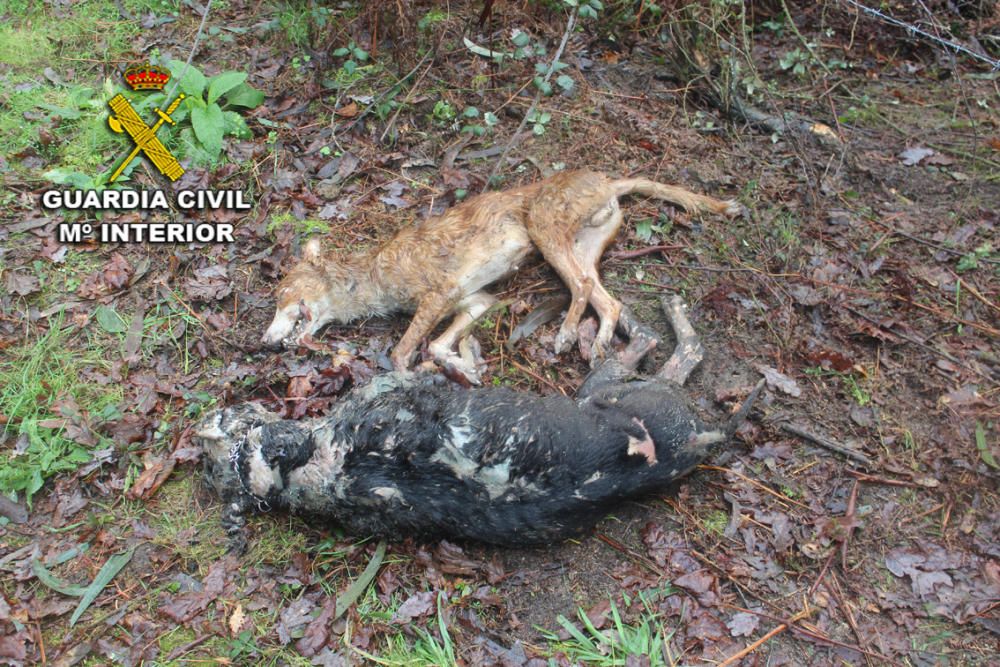 El Seprona localiza numerosos animales muertos y en mal estado en unos galpones de Ponte Caldelas